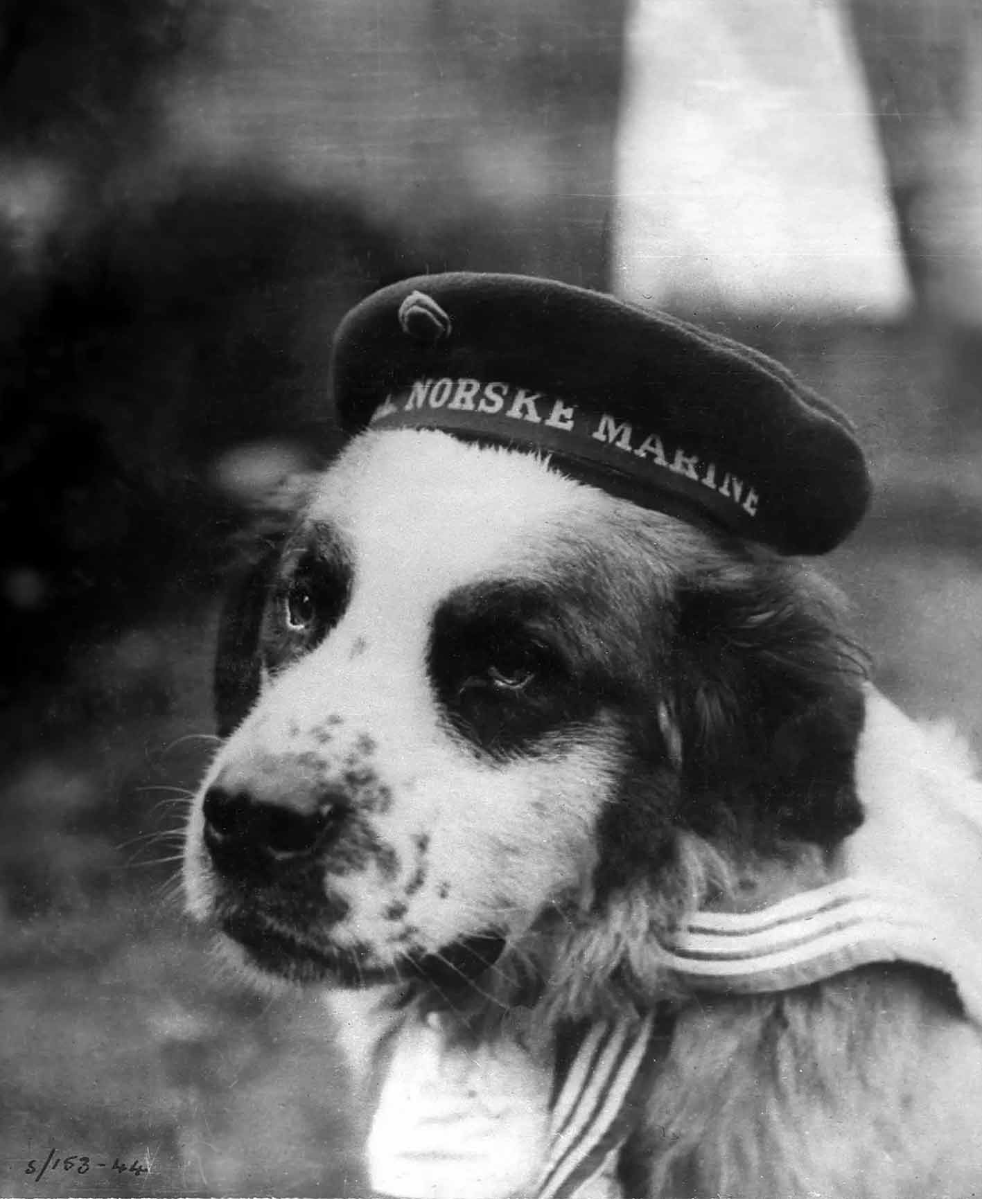 Bamse – The Norwegian Ship’s Dog, WWII